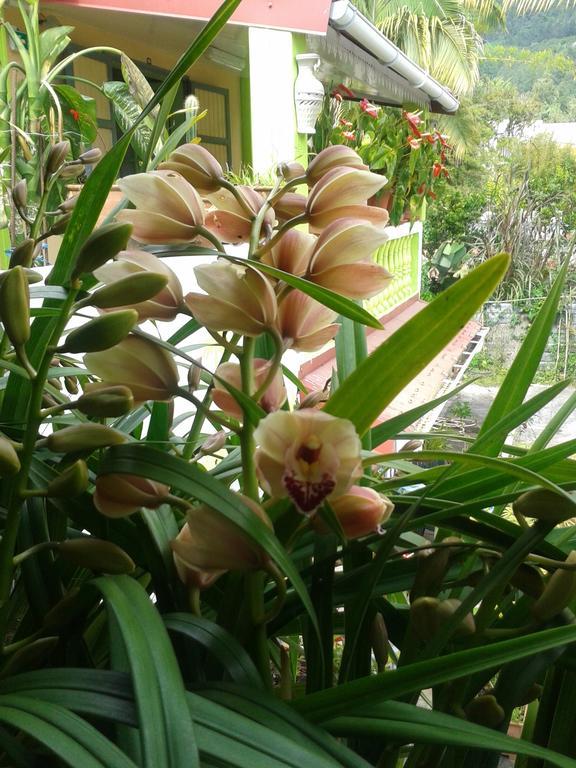 Chambres D'Hotes L'Orchidee Rose Salazie Ngoại thất bức ảnh